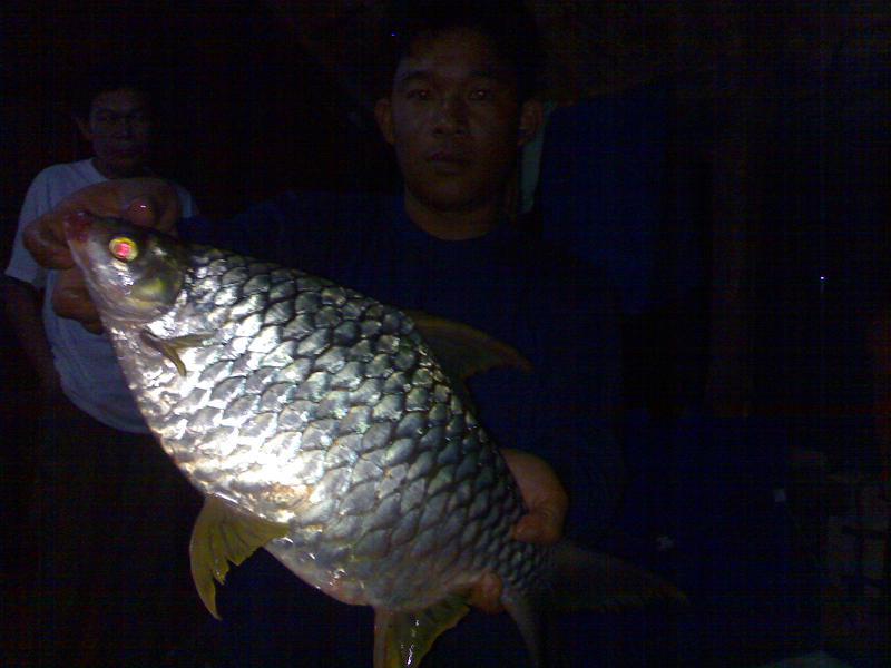 ปลาอะไรไม่รู้ ที่เขื่อนศรีนครินทร์