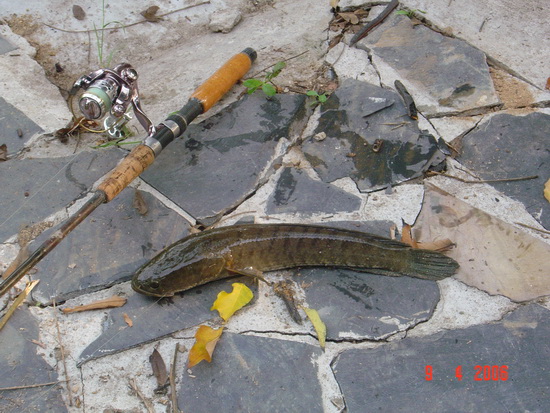 เกร็ดเงิน ภาค 2