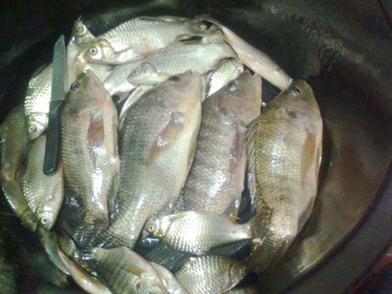 บ่อแถวอมตะนคร