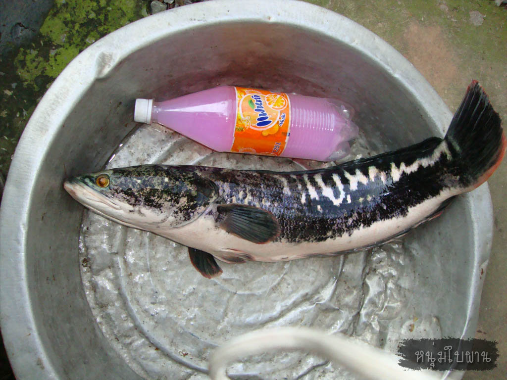 ชะโดหมายลับ อุดรฯ