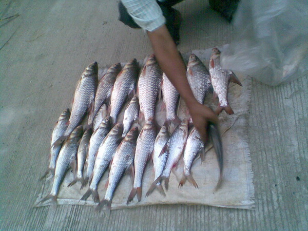 อัทเดท เรือนแพฟิชชิ่ง 5 มี.ค. 53