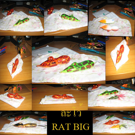 BIG   RAT  ละโว้