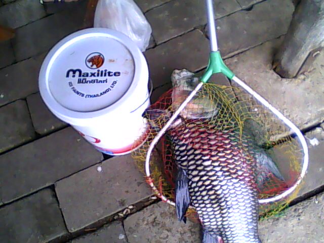 กะโห้น้อยๆ