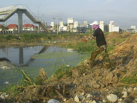 ปลาข้างทาง  เกษตร-นวมินทร์
