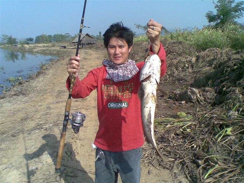 ปลารวมของผมทั้งชะโด+ช่อน+ค้าว ฯลฯ ในอำเภอป่าแดดปี 