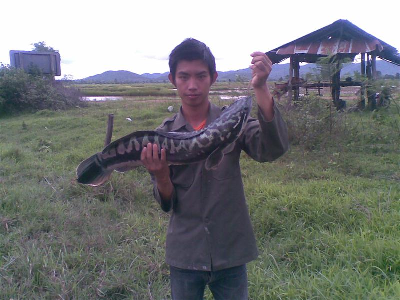 ปลารวมของผมทั้งชะโด+ช่อน+ค้าว ภาค 2