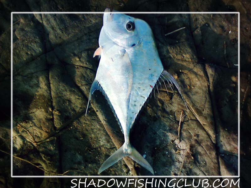 เขาขาด...ยังพอได้อยู่ by Kom Shadow