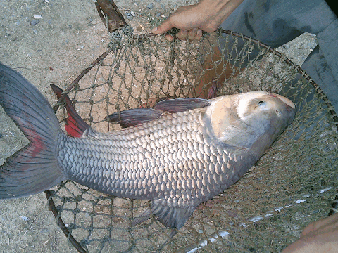 กระโห้บ่อต้นหว้าสิงห์บุรี