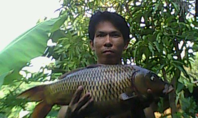 ปลาไนหรือปุ้มปุ้ย