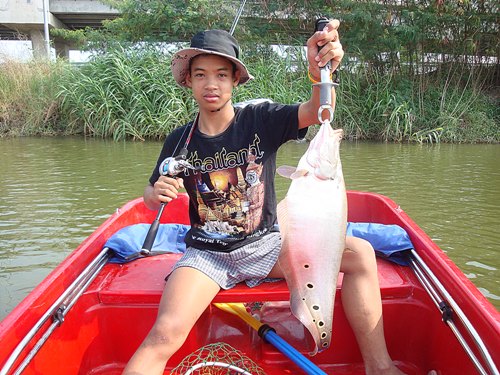 ปลากรายบ่อตะวันนา (D-MAX)