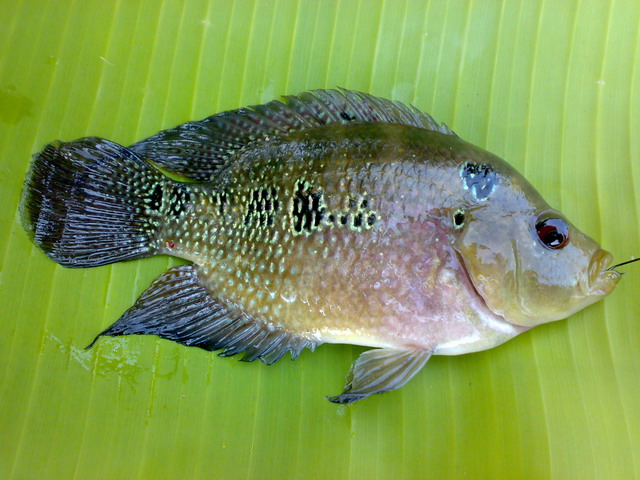 ยี่สก + กะพง บ่อลุงเอก นครปฐม