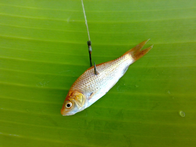 ยี่สก + กะพง บ่อลุงเอก นครปฐม