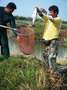ตกเห็ดโค่น+กระพงกัน