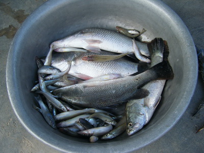ตกเห็ดโค่น+กระพงกัน
