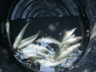 ตกเห็ดโค่น+กระพงกัน