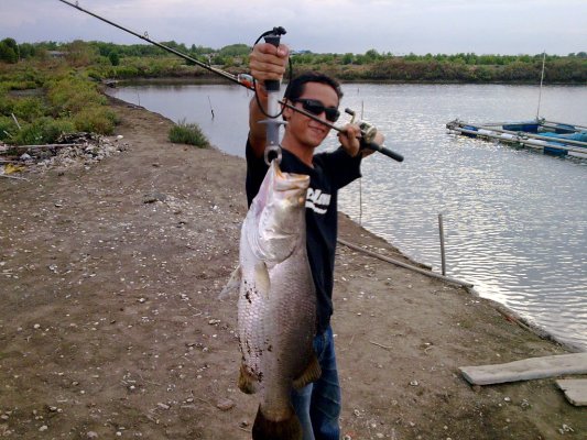 กะพงป่าค้างบ่อ 6.8 KG.