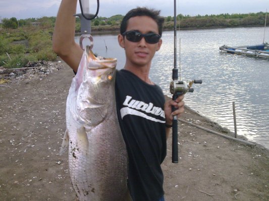 กะพงป่าค้างบ่อ 6.8 KG.