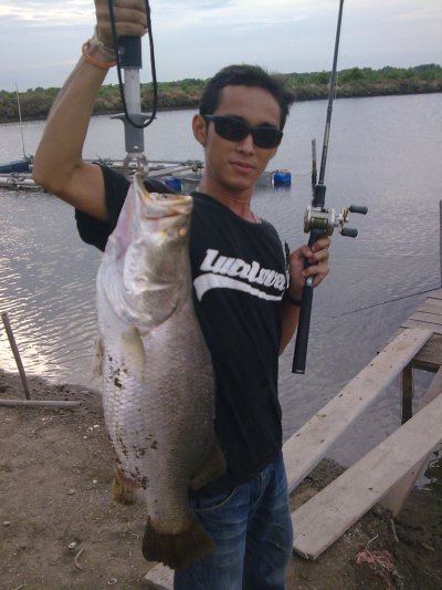 กะพงป่าค้างบ่อ 6.8 KG.