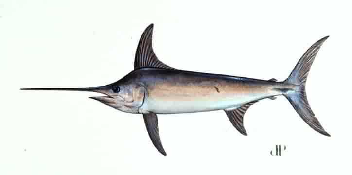 swordfishกับปลากระโทง