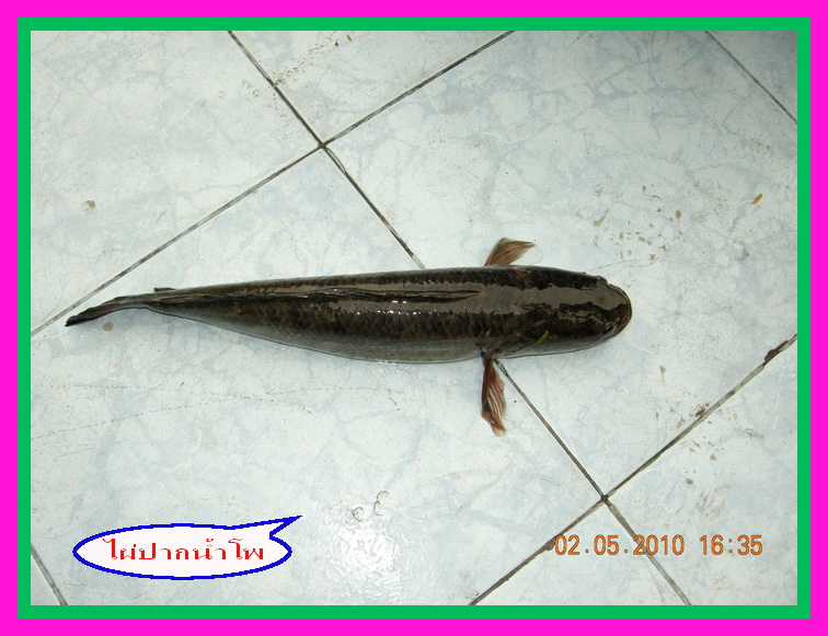 ตกปลาช่อนวังกุ้ง..ลุงมานะมาแบ่งปันกานชม