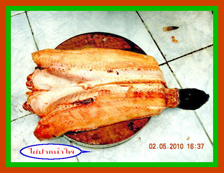 ตกปลาช่อนวังกุ้ง..ลุงมานะมาแบ่งปันกานชม