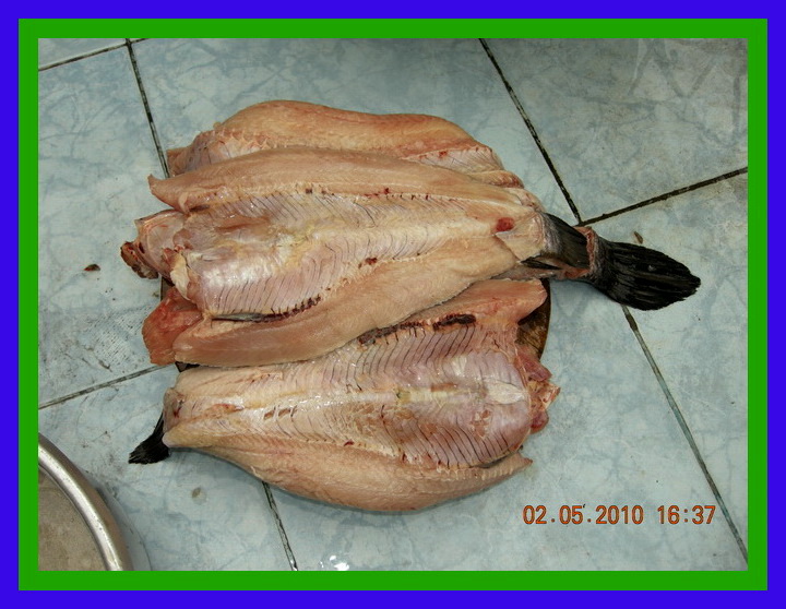 ตกปลาช่อนวังกุ้ง..ลุงมานะมาแบ่งปันกานชม