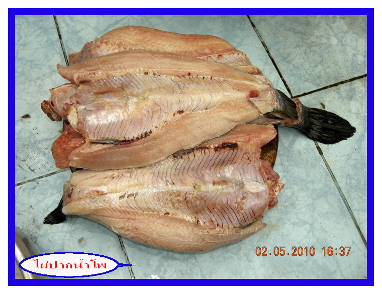 ตกปลาช่อนวังกุ้ง..ลุงมานะมาแบ่งปันกานชม