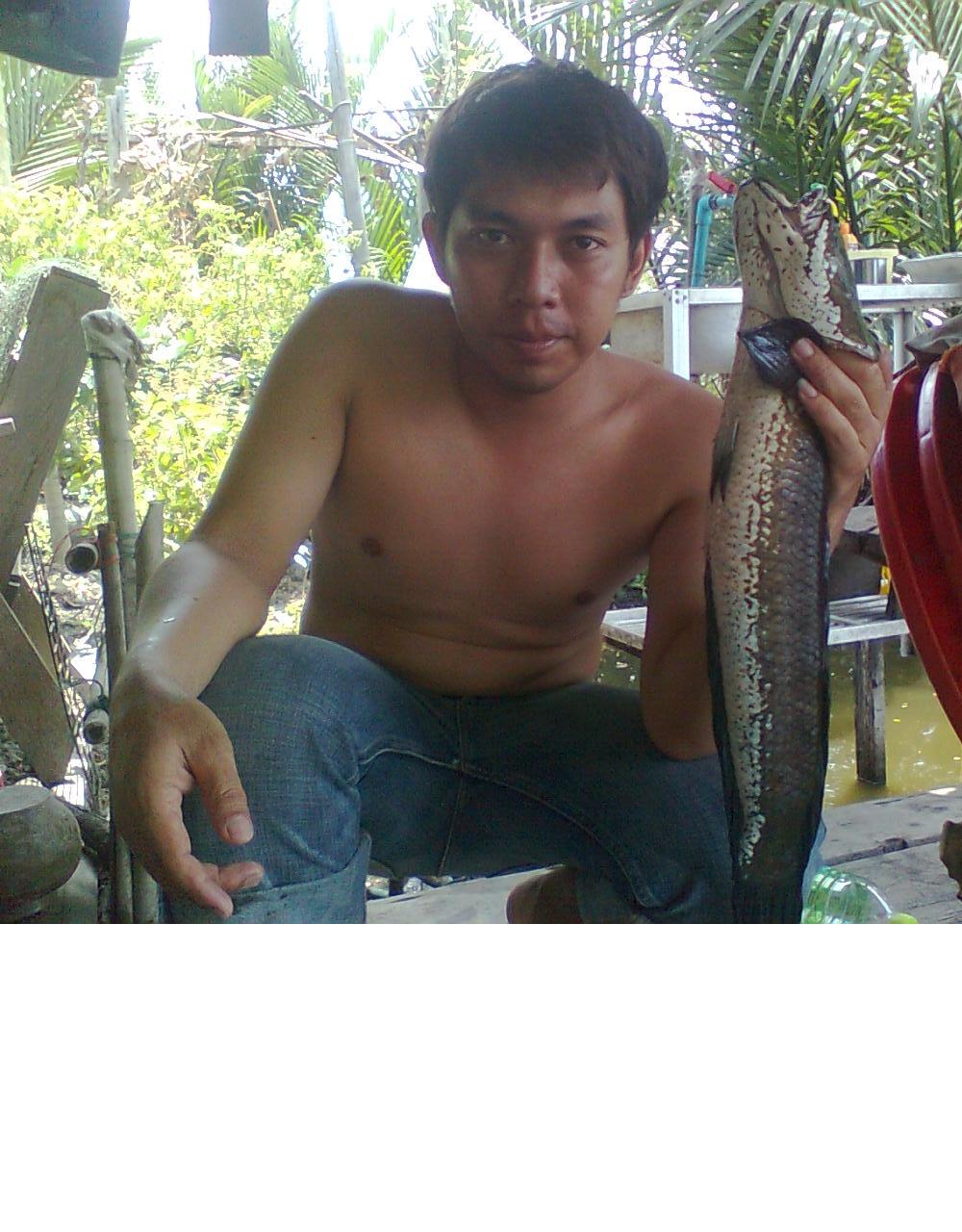 ปลาช่อน 3 ในบ่อกุ้งอีกแล้ว