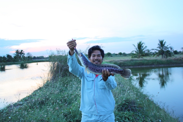 ทริพย้ายปลาชะโดมีกระพงใหญ่แถม