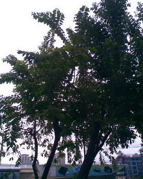 ภาพต้นโมก สำหรับท่านที่ขอมาครับ 