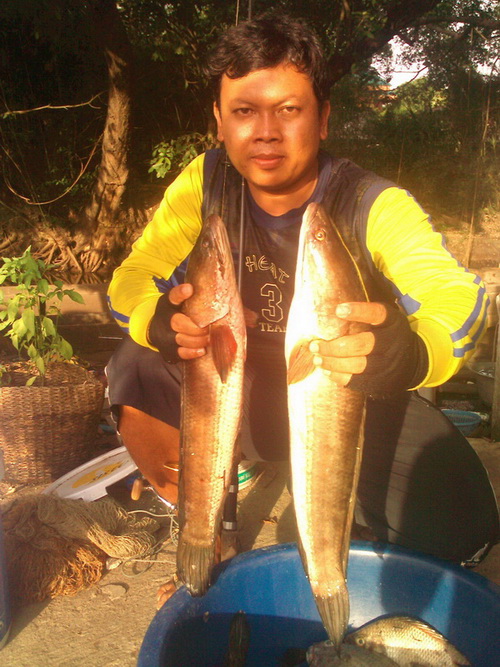 เหน็บกระดี่เหล็ก ลุยปราจีน