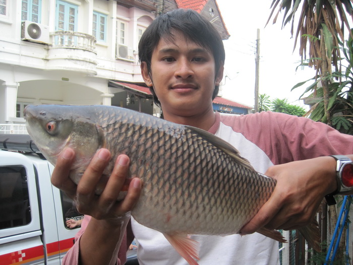 ยี่สก 2.6 ก.ก. ครับ