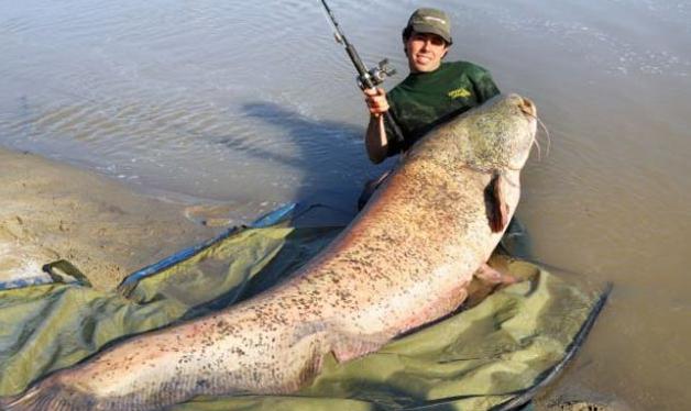 ...หนุ่มอิตาลีตกปลาดุกยักษ์ ทุบสถิติยุโรป...