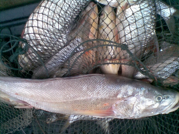 เรือนแพ Fishing   8 มิ.ย. 53