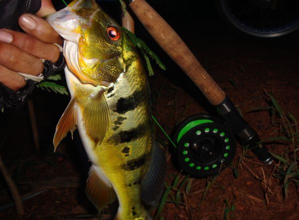   BASS  BASS   