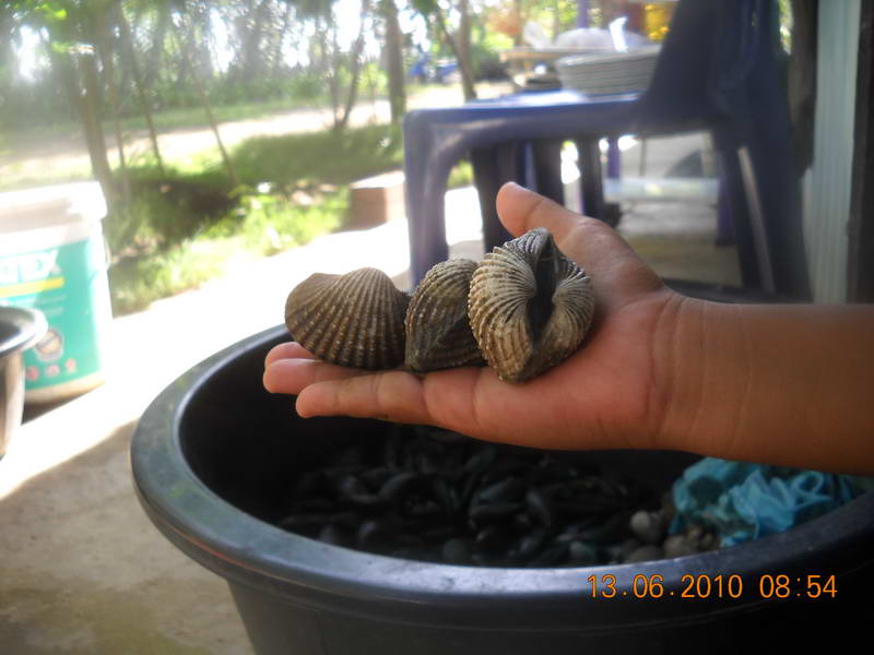 ไปกิน "Big Shell." ย่างที่บ่อลุงดำ