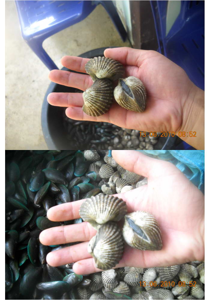 ไปกิน "Big Shell." ย่างที่บ่อลุงดำ