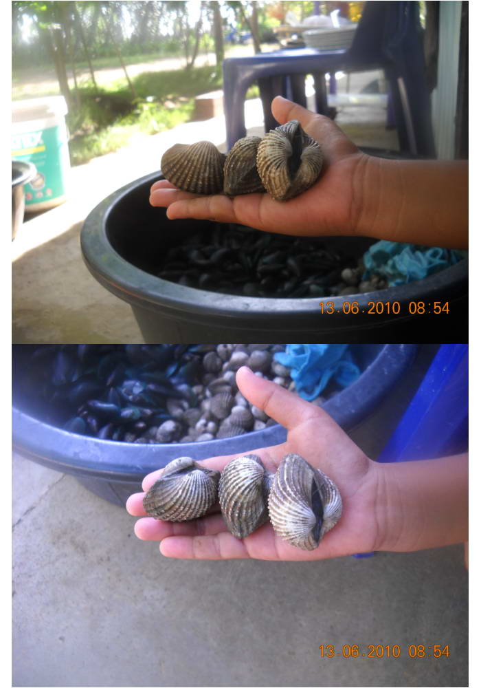 ไปกิน "Big Shell." ย่างที่บ่อลุงดำ