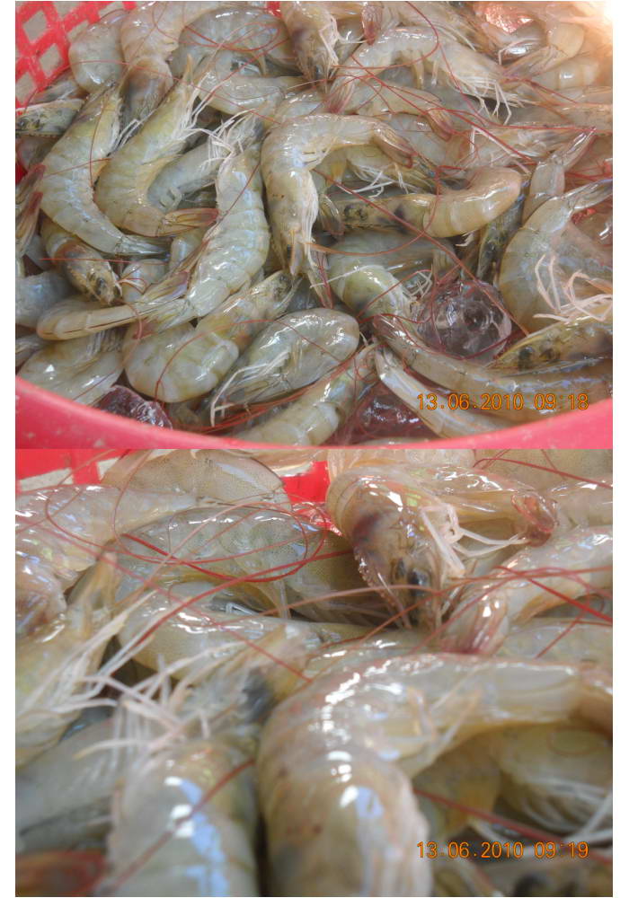 ไปกิน "Big Shell." ย่างที่บ่อลุงดำ