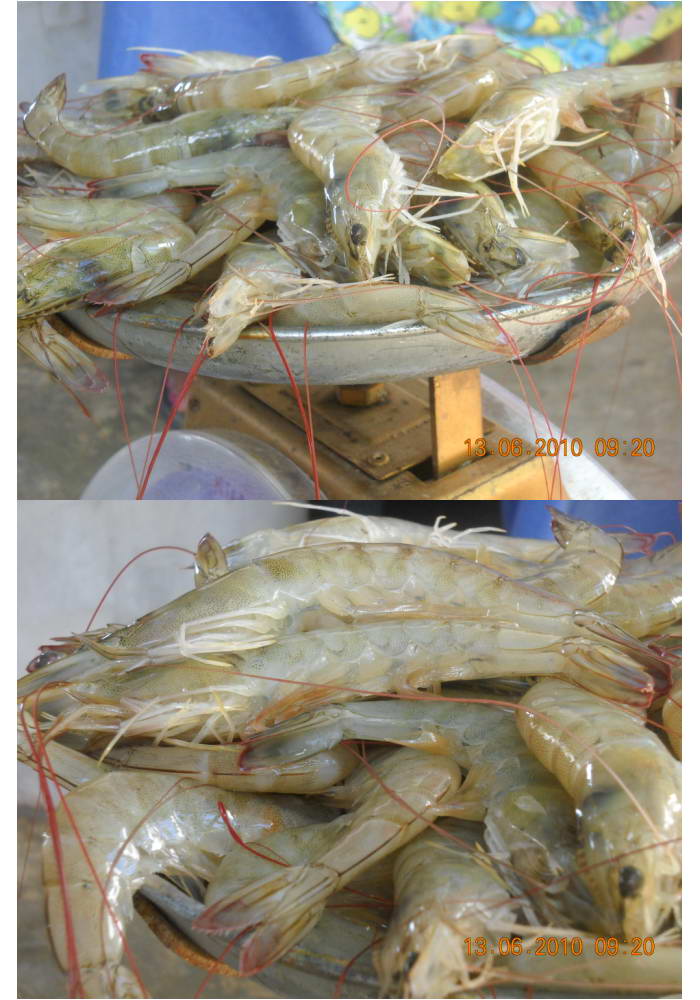 ไปกิน "Big Shell." ย่างที่บ่อลุงดำ