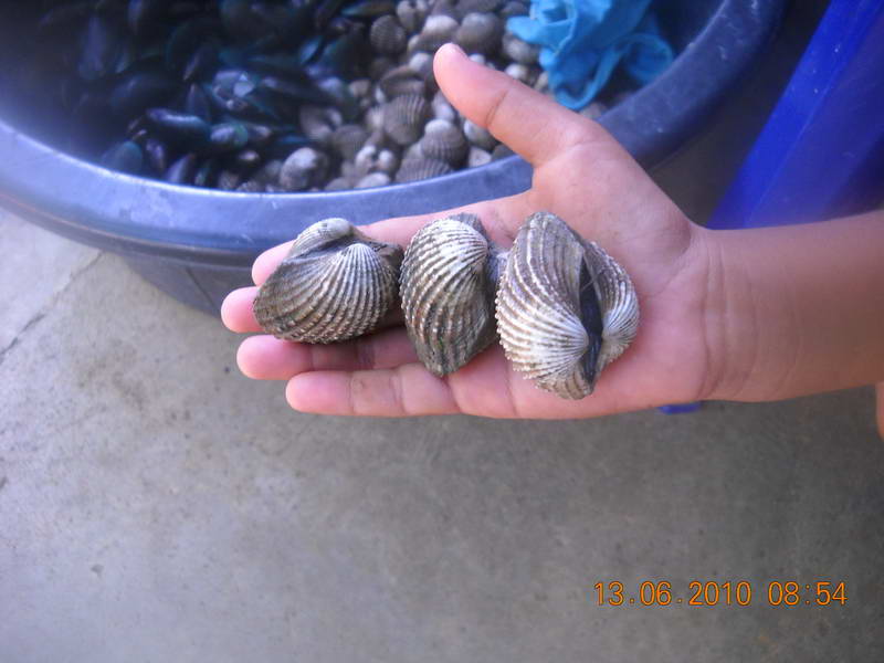 ไปกิน "Big Shell." ย่างที่บ่อลุงดำ