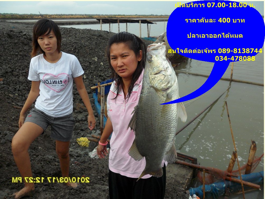 ++สุดยอด++!!!บ่อตกปลากระพงน้องพลอย<<ปลาใหญ่จริงๆ>>