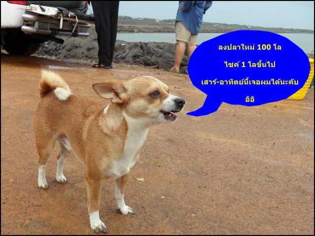 <<ลงปลาใหม่ใหญ่กว่าเก่า>>บ่อน้องพลอย
