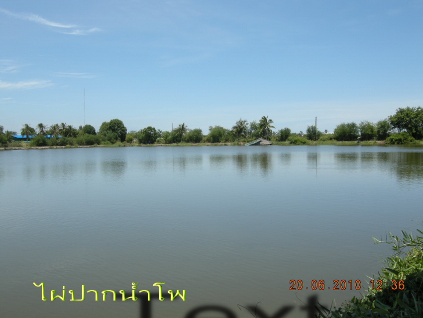 ปลาช่อนคลองสวน  แบ่บว่าแบ่งปันกันครับ