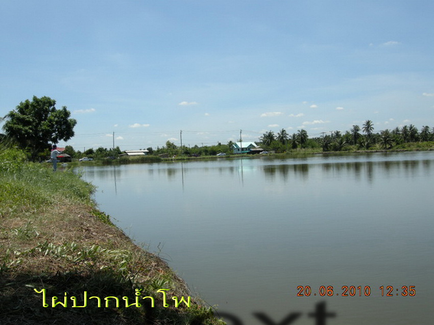 ปลาช่อนคลองสวน  แบ่บว่าแบ่งปันกันครับ