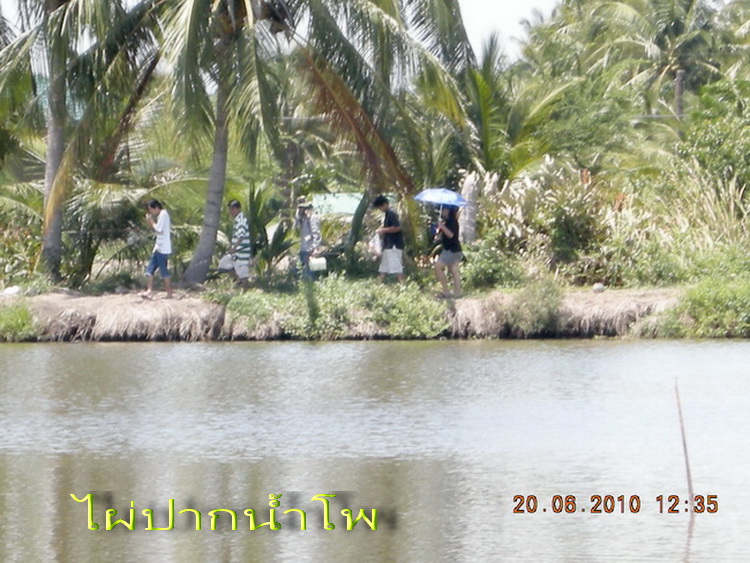 ปลาช่อนคลองสวน  แบ่บว่าแบ่งปันกันครับ