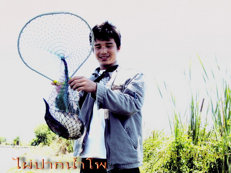 ปลาช่อนคลองสวน  แบ่บว่าแบ่งปันกันครับ