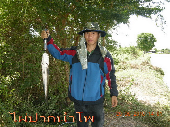ปลาช่อนคลองสวน  แบ่บว่าแบ่งปันกันครับ