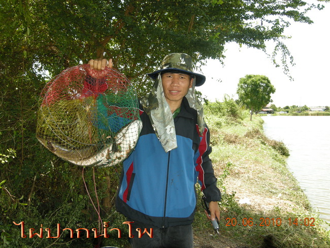 ปลาช่อนคลองสวน  แบ่บว่าแบ่งปันกันครับ