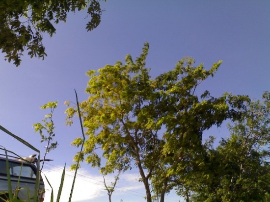 ตะเพียน หนอง 7 เส้น